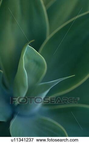 Stock Photo - Leaf Blades. Fotosearch
