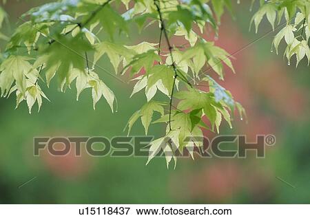 Leaves On Branch View Large Photo Image Stock Photo - Leaves On Branch. Fotosearch