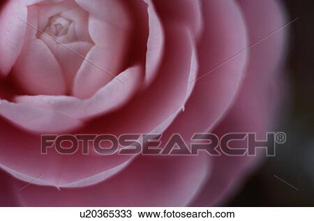 Petals Of Pink Rose View Large Photo Image Stock Image - Petals Of Pink Rose. Fotosearch
