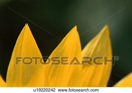 Stock Image - Petals Of Sunflower. Fotosearch