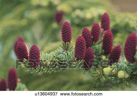 Picea Glehnii View Large Photo Image Stock Photo - Picea Glehnii. Fotosearch