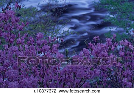 Pink Blossom View Large Photo Image Stock Image - Pink Blossom. Fotosearch