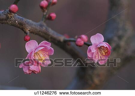 Stock Photograph - Plum Blossom On Branch. Fotosearch