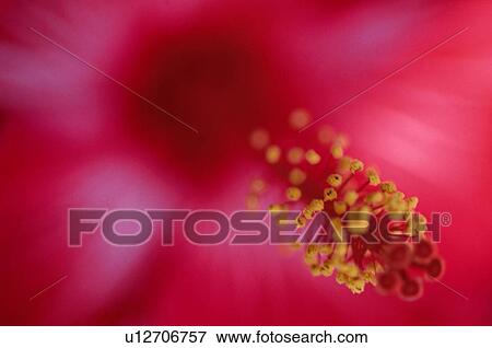 Stock Photo - Pollen Of China Rose. Fotosearch