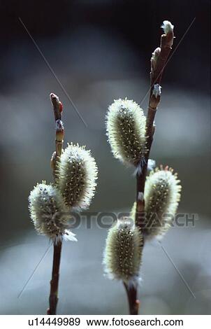 Stock Photo - Pussy Willow. Fotosearch