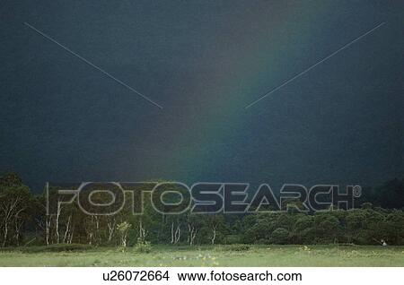 Picture - Rainbow Over Forest. Fotosearch