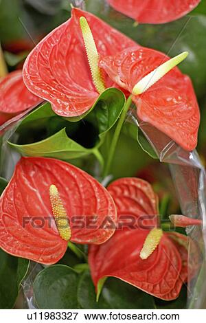 Stock Photo - Red flamingo lily. Fotosearch
