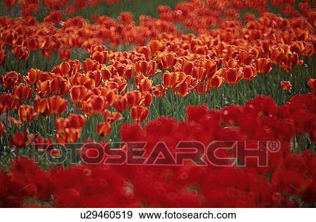 Red Tulips View Large Photo Image Stock Photo - Red Tulips. Fotosearch