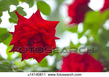 Rose View Large Photo Image Stock Image - Rose. Fotosearch