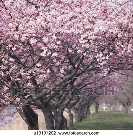 Row Of Cherry Trees View Large Photo Image Stock Image - Row Of Cherry Trees. Fotosearch