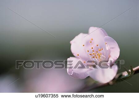 Stock Photography - Single Cherry Blossom. Fotosearch