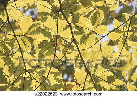 Stock Image - Sunlight Through Leaves. Fotosearch