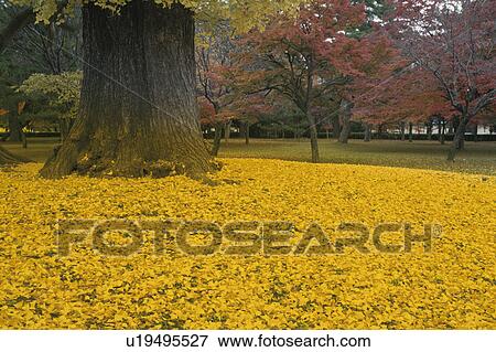 The Fallen Leaves Of A Ginkgo Tree View Large Photo Image Stock Photo - The Fallen Leaves Of A Ginkgo Tree. Fotosearch