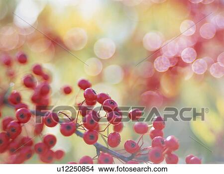 The Fruit Of A Pyracantha View Large Photo Image Picture - The Fruit Of A Pyracantha. Fotosearch