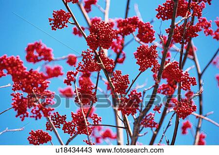 Tree Branches With Berries View Large Photo Image Stock Image - Tree Branches With Berries. Fotosearch