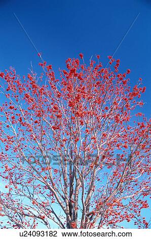 Stock Image - Tree With Red Berries. Fotosearch