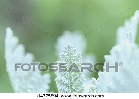 White Leaves Of Plant View Large Photo Image Picture - White Leaves Of Plant. Fotosearch