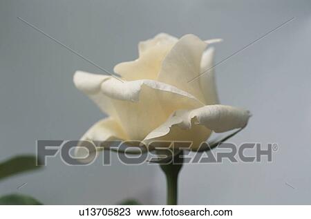 White Rose View Large Photo Image Stock Image - White Rose. Fotosearch