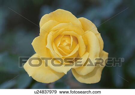 Yellow Rose View Large Photo Image Stock Photo - Yellow Rose. Fotosearch