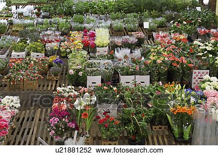 Selection of plants in flower shop View Large Photo Image Stock Image - Selection of plants in flower shop. Fotosearch