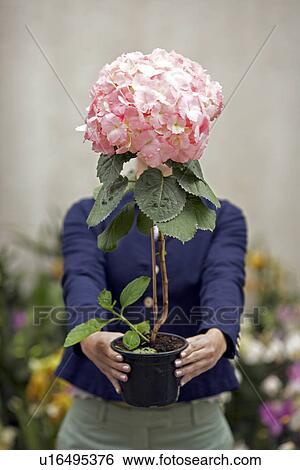 Young woman holding flower in front of her face View Large Photo Image Stock Photograph - Young woman holding flower in front of her face. Fotosearch