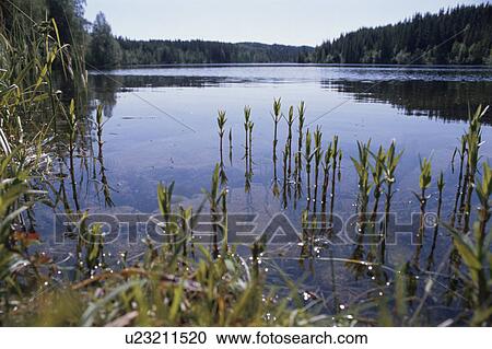 Stock Image - A Forest And A Lake. Fotosearch