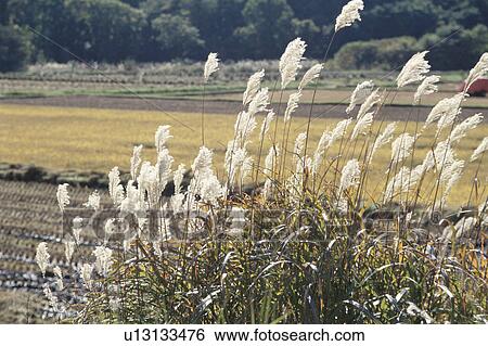 Fields And Pampas Grasses View Large Photo Image Stock Photograph - Fields And Pampas Grasses. Fotosearch