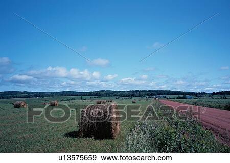 Stock Photo - Haystacks In Field By Track. Fotosearch