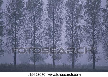 Stock Image - Misty Roadside Trees. Fotosearch