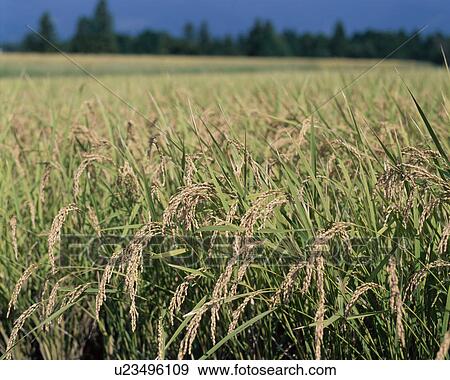 Rice Field View Large Photo Image Stock Photo - Rice Field. Fotosearch