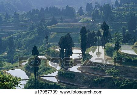 Rice Terraces View Large Photo Image Stock Photo - Rice Terraces. Fotosearch