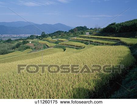Stock Photography - Terraces. Fotosearch