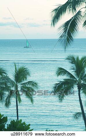 Stock Photo - A Coconut Tree And The Blue Sea. Fotosearch