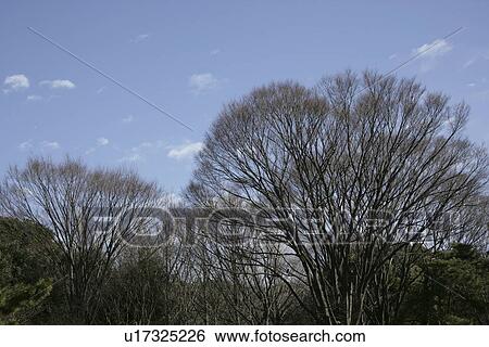 Stock Photograph - A Dead Tree And Fresh Green. Fotosearch