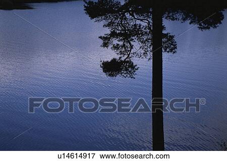 A Forest And A Lake View Large Photo Image Stock Photo - A Forest And A Lake. Fotosearch