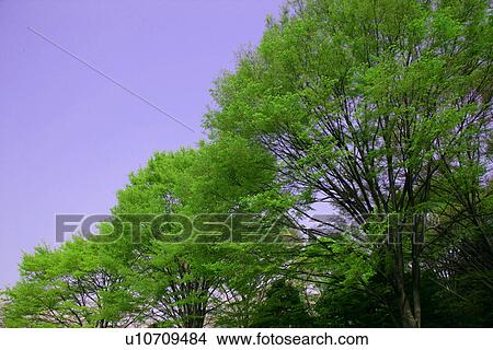 Picture - A Fresh Green Tree. Fotosearch