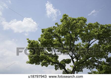 A Fresh Green Tree View Large Photo Image Stock Image - A Fresh Green Tree. Fotosearch