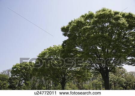 A Fresh Green Tree View Large Photo Image Stock Image - A Fresh Green Tree. Fotosearch