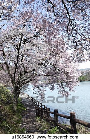 Stock Image - A Lake And A Cherry Tree. Fotosearch