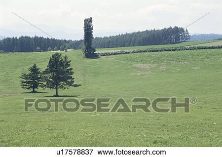Stock Photo - A Meadow And A Tree. Fotosearch