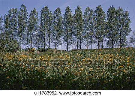 Stock Image - A Yellow Flower Field And Trees In France. Fotosearch