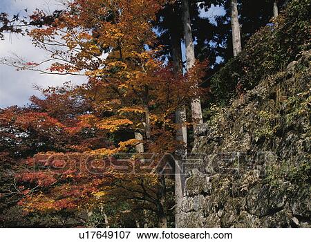 Autumn Leaves View Large Photo Image Stock Photo - Autumn Leaves. Fotosearch