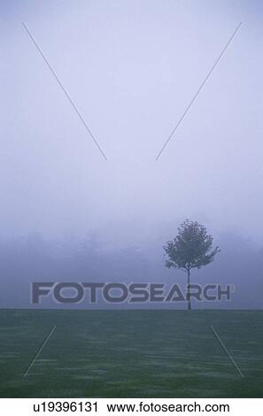 Stock Image - Fog And A Tree In Germany. Fotosearch