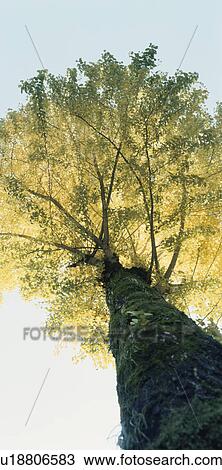 Ginkgo Tree View Large Photo Image Stock Image - Ginkgo Tree. Fotosearch
