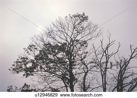Grove View Large Photo Image Stock Photo - Grove. Fotosearch