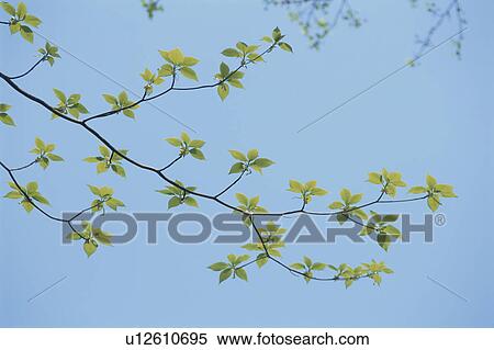 Stock Photography - Leaves And Blue Sky. Fotosearch
