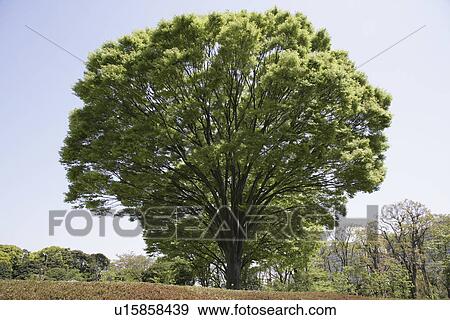 One Tree View Large Photo Image Stock Photo - One Tree. Fotosearch