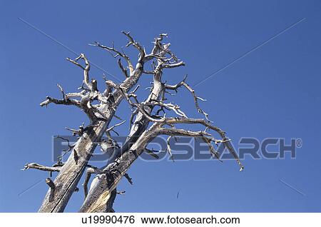 Stock Photograph - The Blue Sky And Tree In Winter. Fotosearch