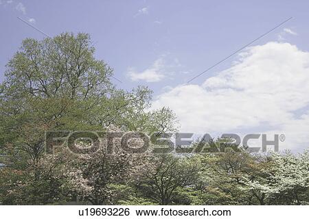 Stock Photograph - Trees And A Blue Sky. Fotosearch