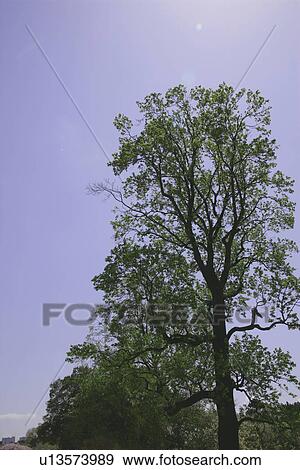 Trees View Large Photo Image Stock Photo - Trees. Fotosearch
